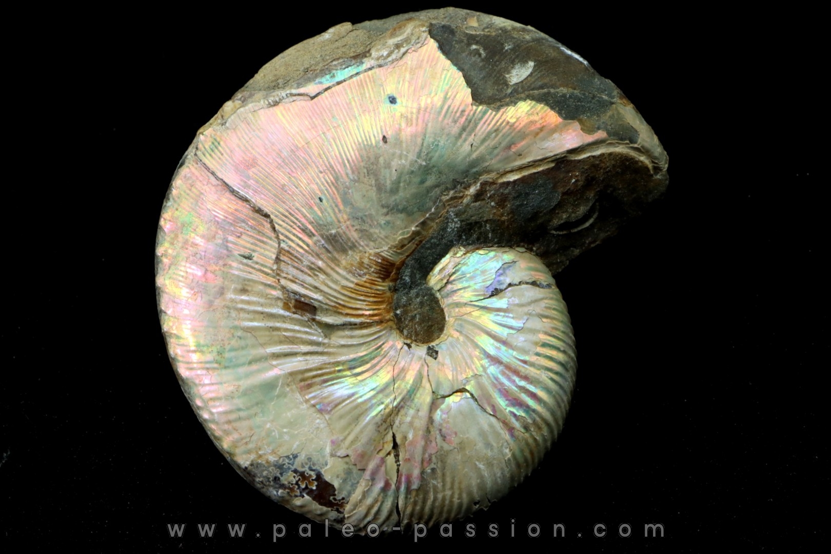 Hoploscaphites nicolletii - Maastrichtian - Dakota - USA
