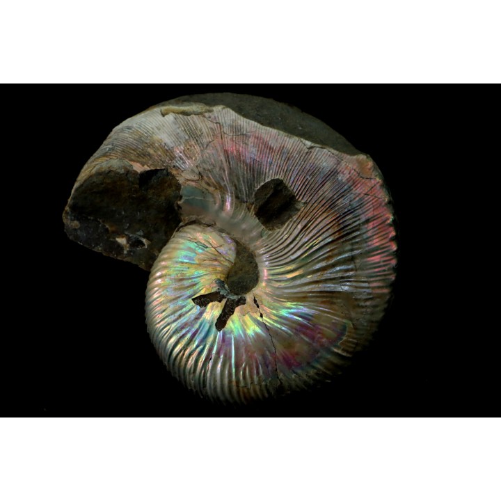Hoploscaphites nicolletii - Maestrichtien - Dakota - USA