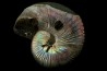 Hoploscaphites nicolletii - Maastrichtian - Dakota - USA
