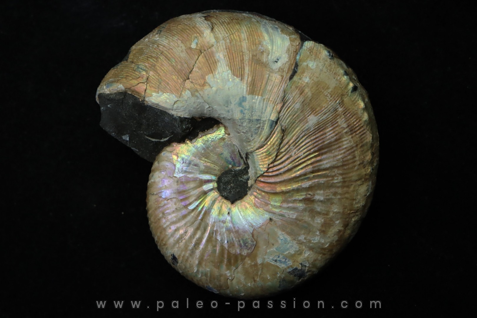 Hoploscaphites nicolletii - Maastrichtian - Dakota - USA