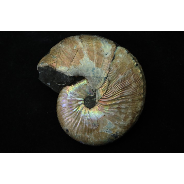 Hoploscaphites nicolletii - Maestrichtien - Dakota - USA