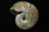 Hoploscaphites nicolletii - Maastrichtian - Dakota - USA