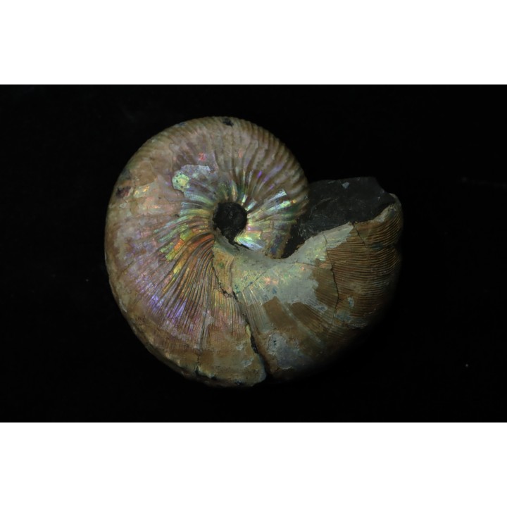 Hoploscaphites nicolletii - Maestrichtien - Dakota - USA