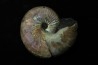 Hoploscaphites nicolletii - Maastrichtian - Dakota - USA