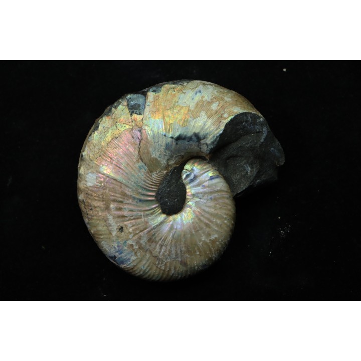 Hoploscaphites nicolletii - Maestrichtien - Dakota - USA
