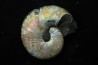 Hoploscaphites nicolletii - Maestrichtien - Dakota - USA