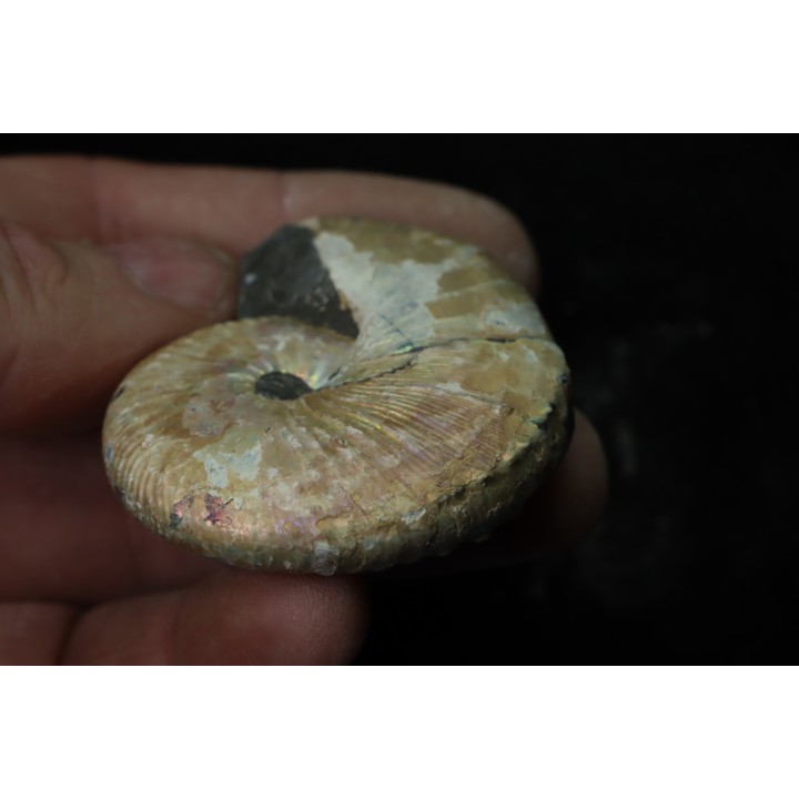 Hoploscaphites nicolletii - Maestrichtien - Dakota - USA