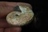 Hoploscaphites nicolletii - Maastrichtian - Dakota - USA