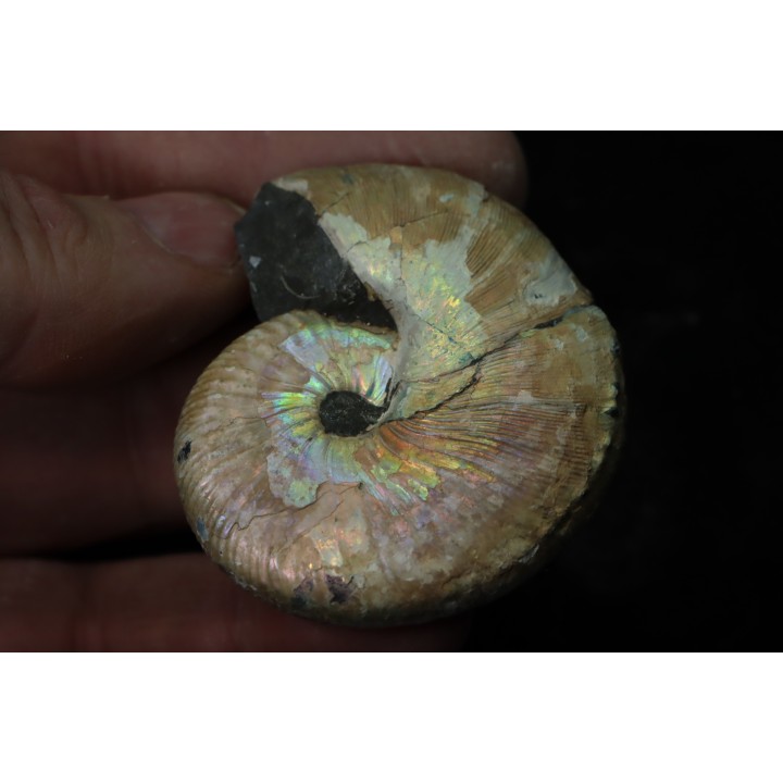 Hoploscaphites nicolletii - Maestrichtien - Dakota - USA