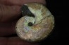 Hoploscaphites nicolletii - Maastrichtian - Dakota - USA