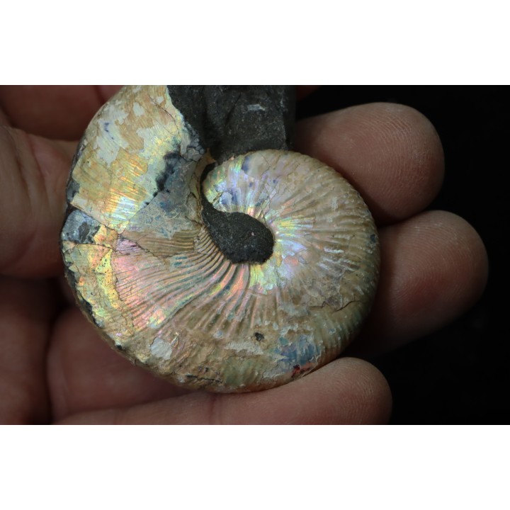 Hoploscaphites nicolletii - Maastrichtian - Dakota - USA