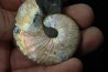 Hoploscaphites nicolletii - Maastrichtian - Dakota - USA