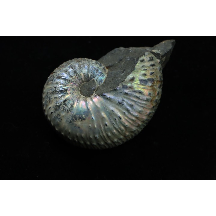 Discoscaphites conradi