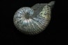 Discoscaphites conradi