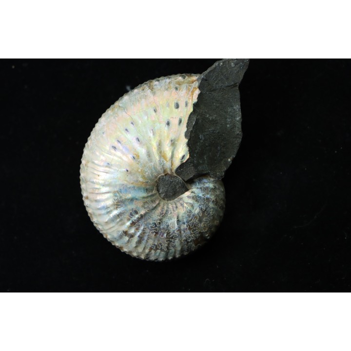 Discoscaphites conradi