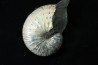 Discoscaphites conradi