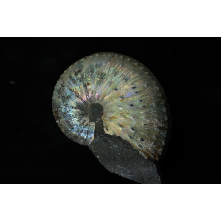 Discoscaphites conradi