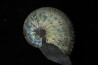 Discoscaphites conradi - Crétacé supérieur - South Dakota, USA