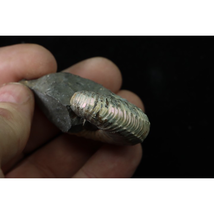 Discoscaphites conradi