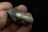 Discoscaphites conradi