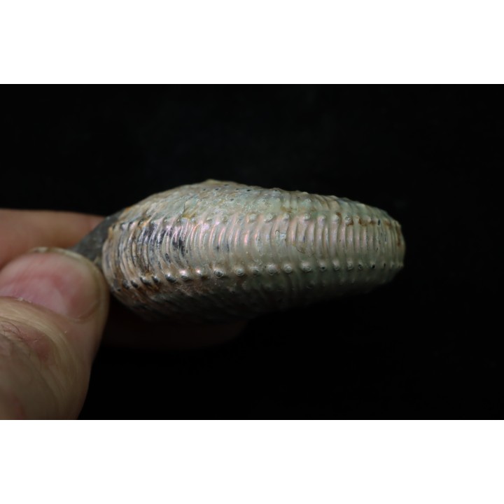 Discoscaphites conradi