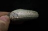 Discoscaphites conradi - Crétacé supérieur - South Dakota, USA