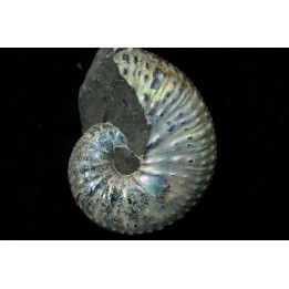Discoscaphites conradi
