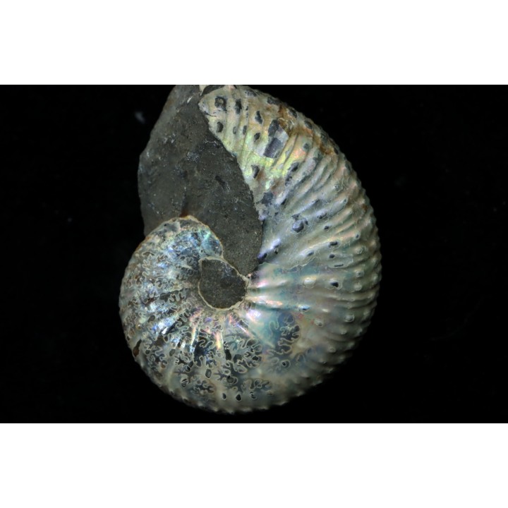 Discoscaphites conradi