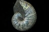 Discoscaphites conradi