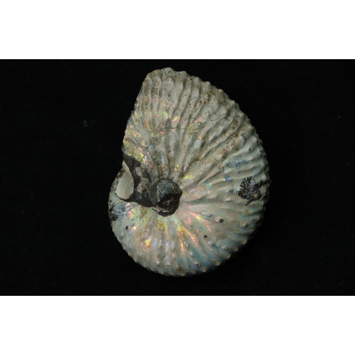 Discoscaphites conradi - Crétacé supérieur - South Dakota, USA