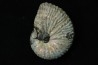 Discoscaphites conradi