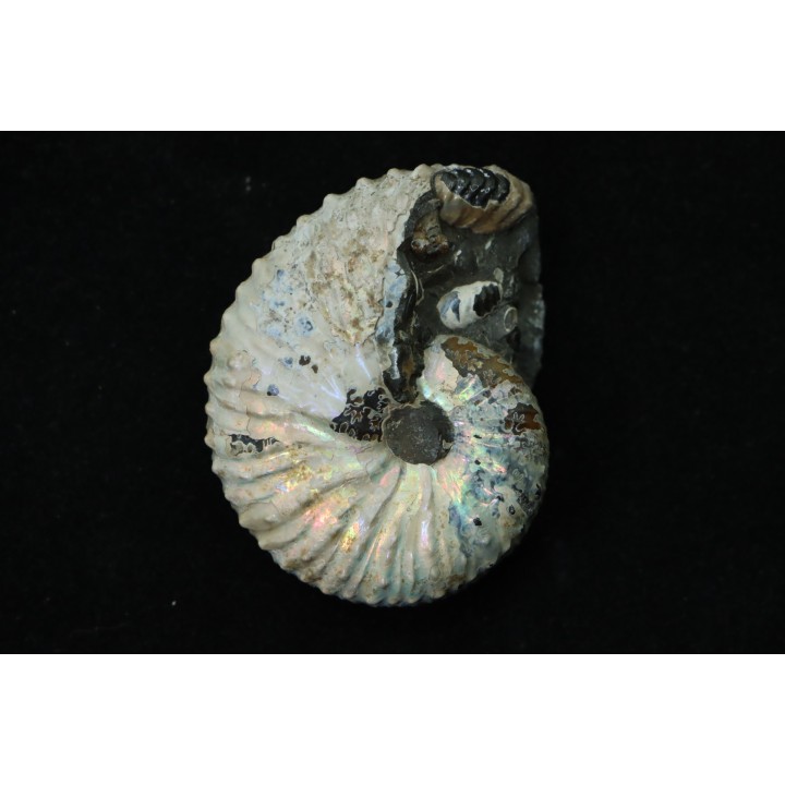Discoscaphites conradi - Crétacé supérieur - South Dakota, USA