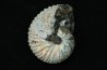 Discoscaphites conradi - Crétacé supérieur - South Dakota, USA