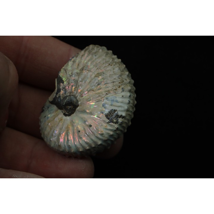 Discoscaphites conradi - Crétacé supérieur - South Dakota, USA