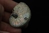 Discoscaphites conradi - Crétacé supérieur - South Dakota, USA