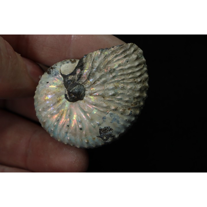 Discoscaphites conradi - Crétacé supérieur - South Dakota, USA