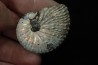 Discoscaphites conradi - Crétacé supérieur - South Dakota, USA