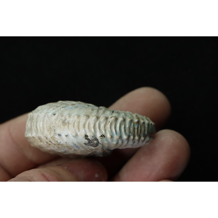 Discoscaphites conradi - Crétacé supérieur - South Dakota, USA