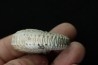 Discoscaphites conradi