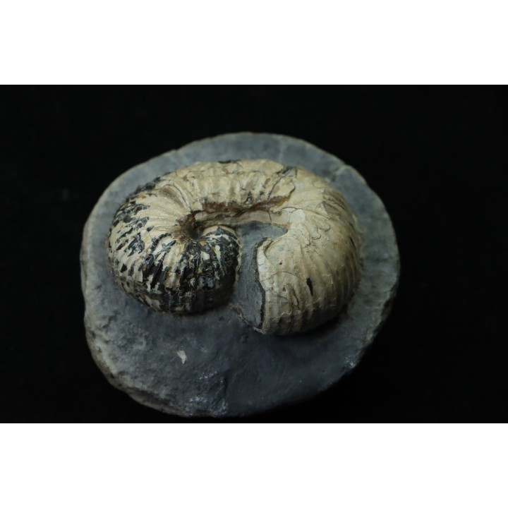 SCAPHITES CARLILENSIS - Turonien - Kansas - USA