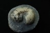 SCAPHITES CARLILENSIS - Turonien - Kansas - USA