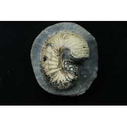 SCAPHITES CARLILENSIS - Turonien - Kansas - USA