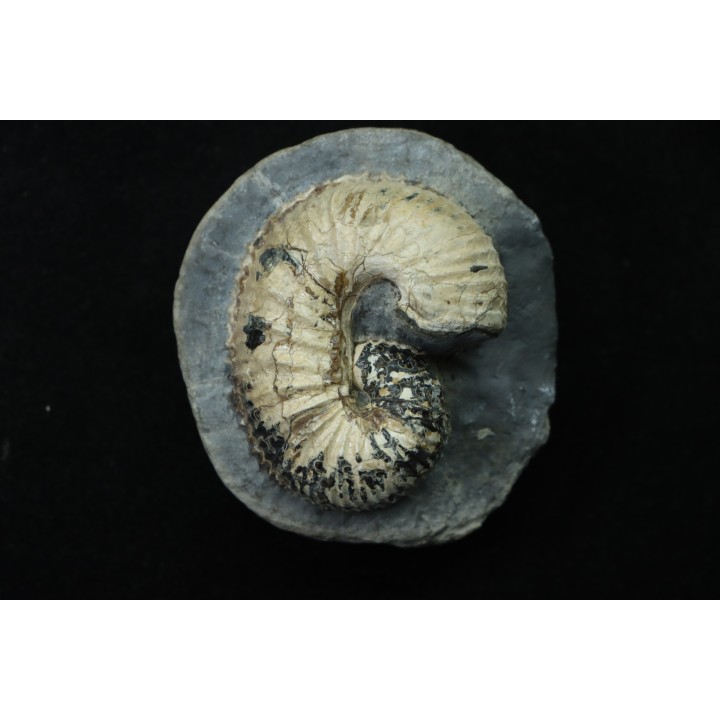 SCAPHITES CARLILENSIS - Turonien - Kansas - USA