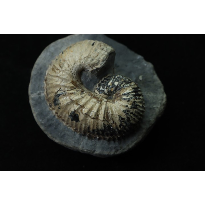 SCAPHITES CARLILENSIS - Turonien - Kansas - USA