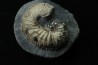 SCAPHITES CARLILENSIS - Turonien - Kansas - USA