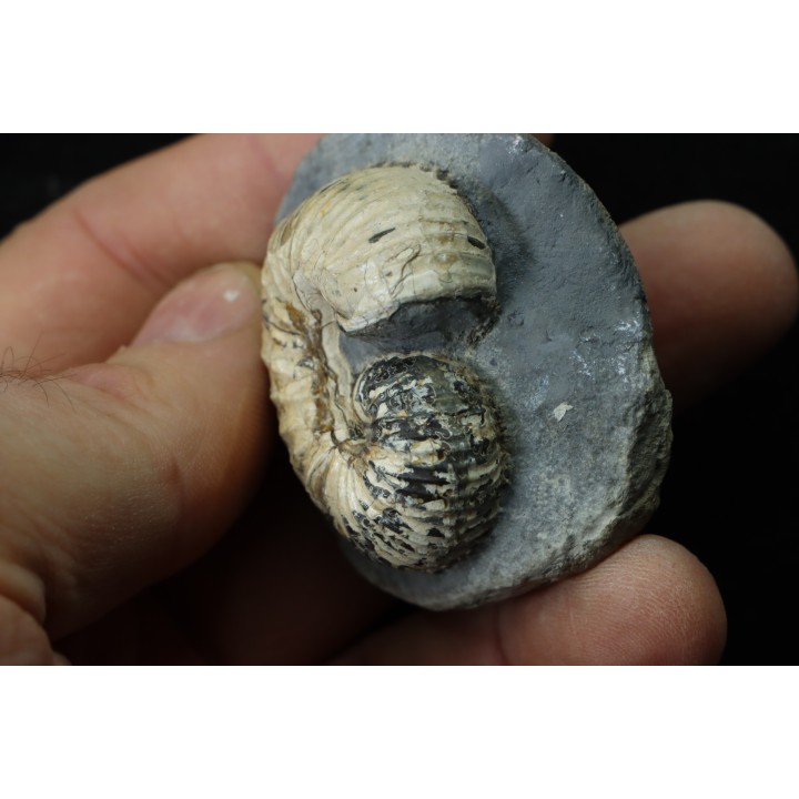 SCAPHITES CARLILENSIS - Turonien - Kansas - USA