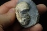 SCAPHITES CARLILENSIS - Turonien - Kansas - USA