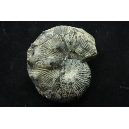 Hoploscaphites nodosus - Maestrichtien - Dakota - USA