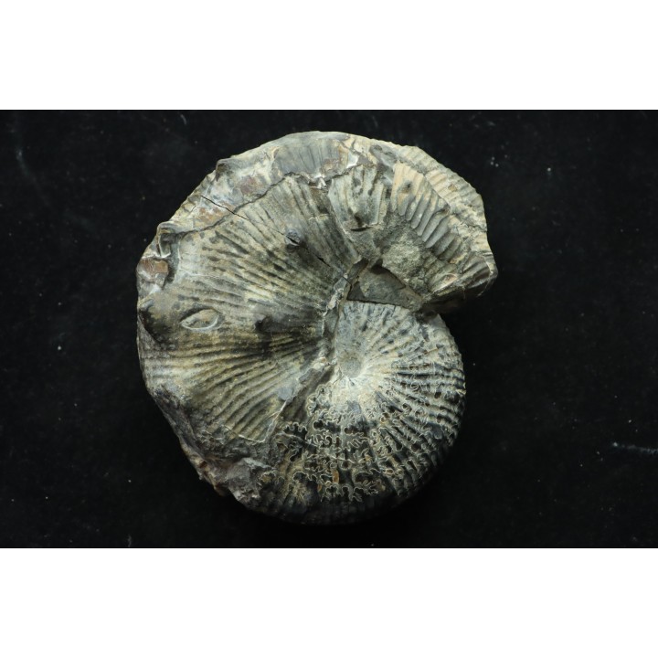 Hoploscaphites nodosus - Maastrichtian - Dakota - USA