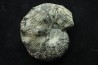 Hoploscaphites nodosus - Maastrichtian - Dakota - USA